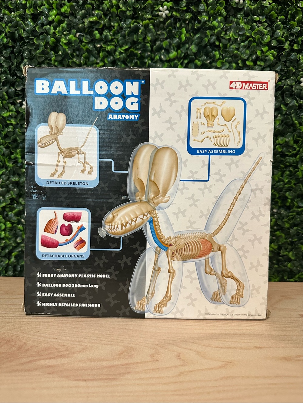 Balloon Dog Anatomy Model Kit #85 - Picture 4 of 9